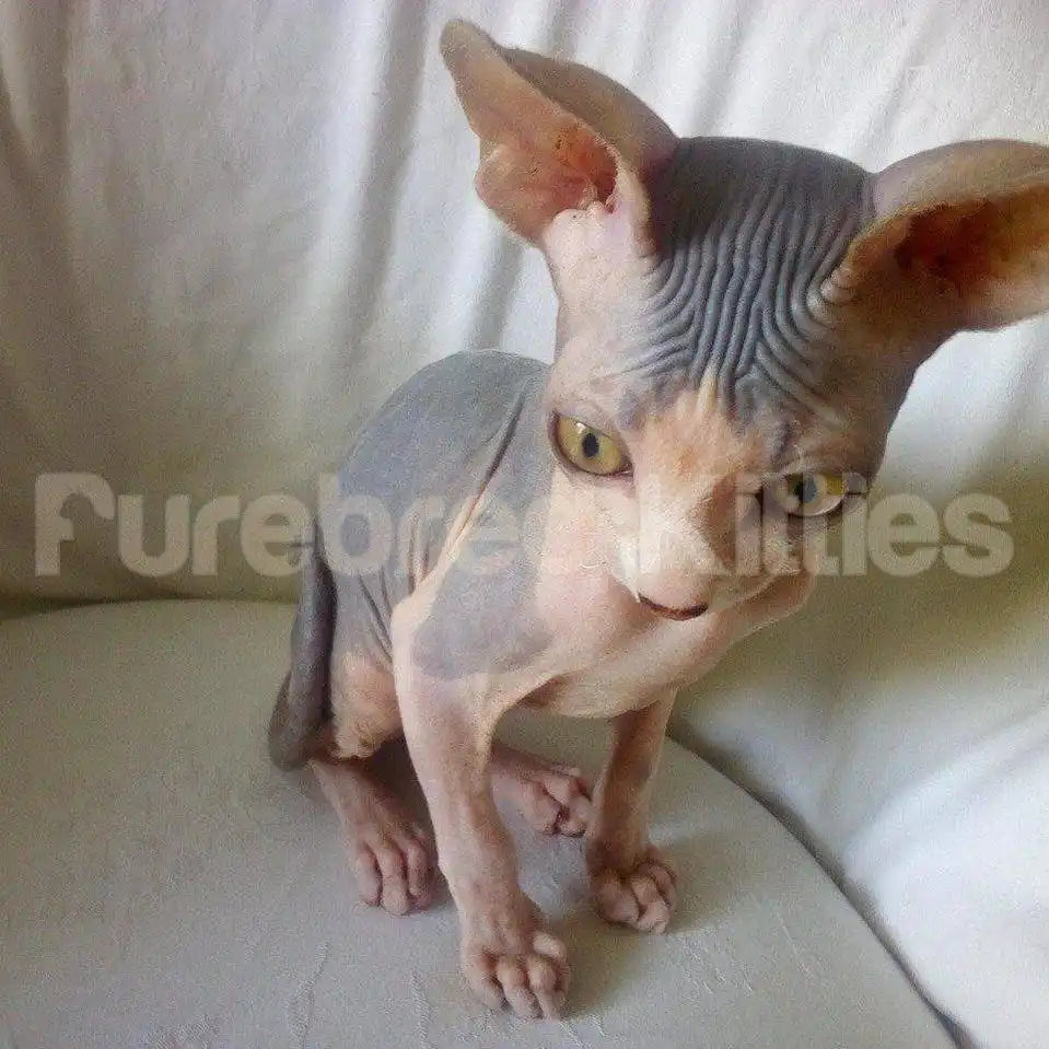 Remi Male Sphynx Kitten | 2.5 Month Old | Available for Pick