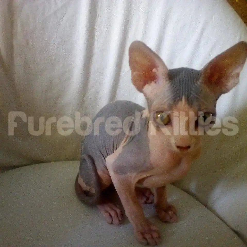 Remi Male Sphynx Kitten | 2.5 Month Old | Available for Pick