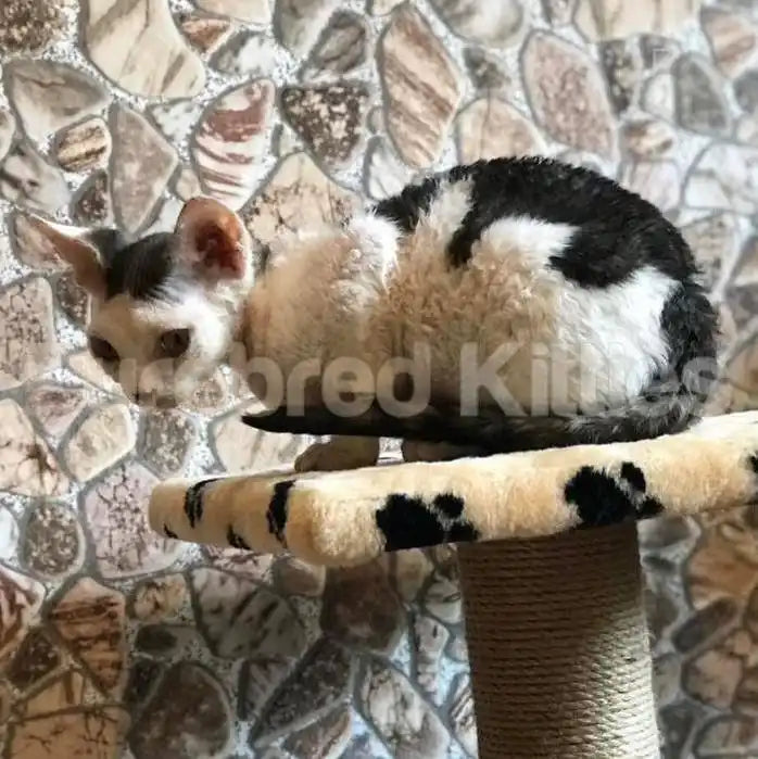 Romeo Male Devon Rex Kitten | 3.5 Months Old | Available for