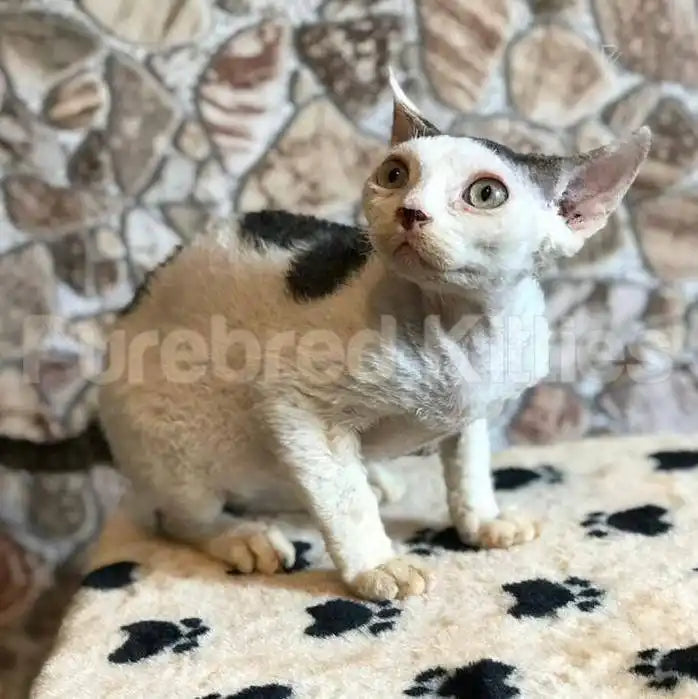 Romeo Male Devon Rex Kitten | 3.5 Months Old | Available for