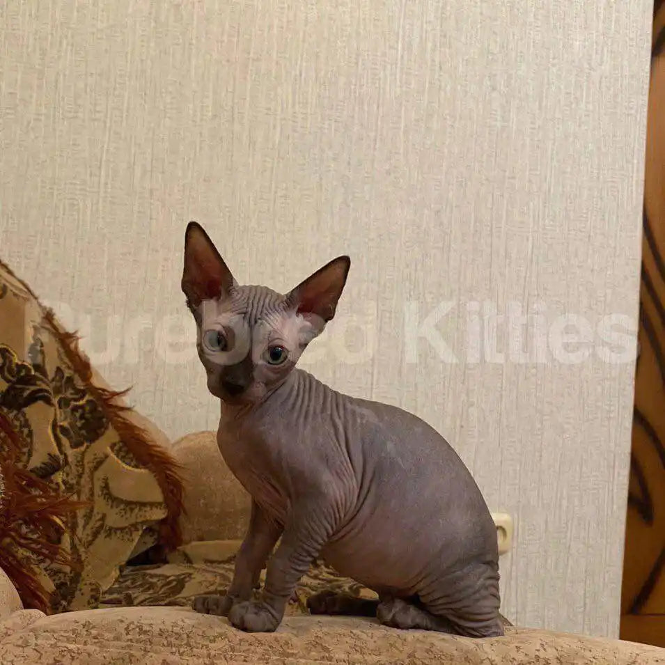 Rosie Female Sphynx Kitten | 2.5 Month Old | Available for