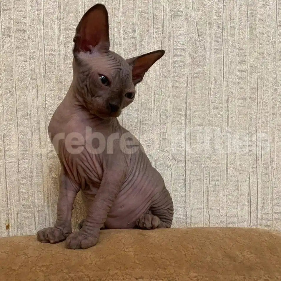 Rosie Female Sphynx Kitten | 2.5 Month Old | Available for