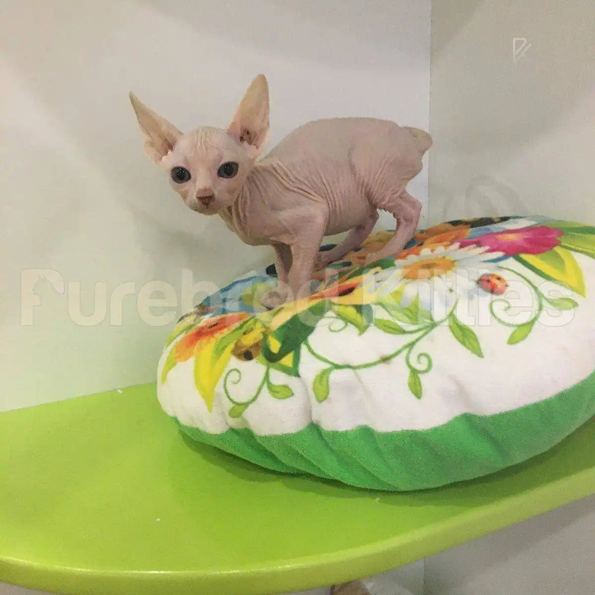 Rosie Female Sphynx Kitten | 3 Months Old | Available for