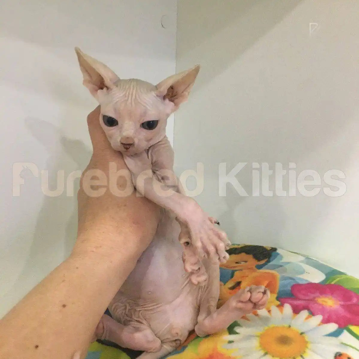 Rosie Female Sphynx Kitten | 3 Months Old | Available for
