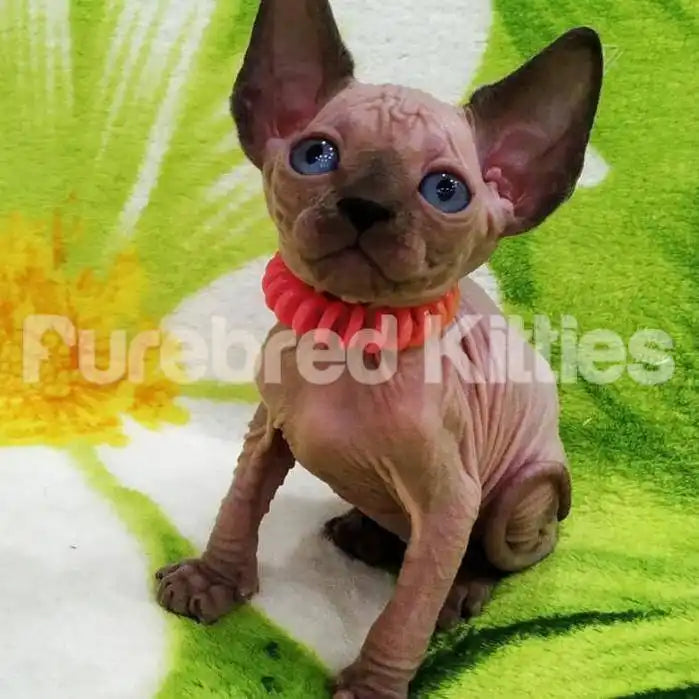 Roxie Female Sphynx Kitten | 3 Months Old | Available for