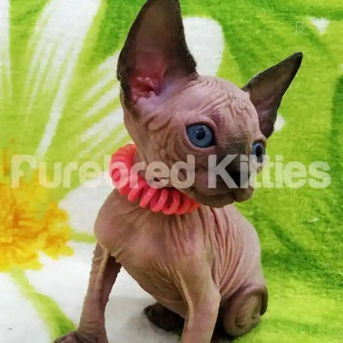 Roxie Female Sphynx Kitten | 3 Months Old | Available for