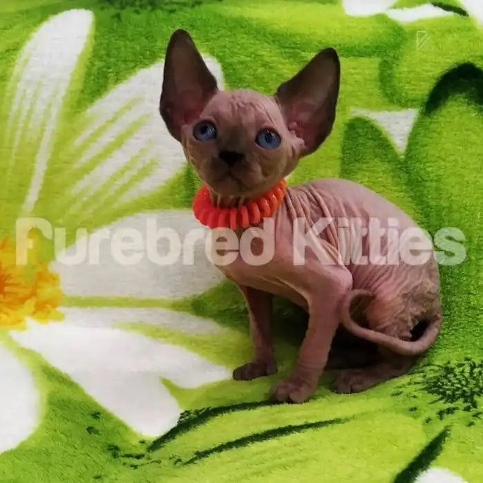 Roxie Female Sphynx Kitten | 3 Months Old | Available for