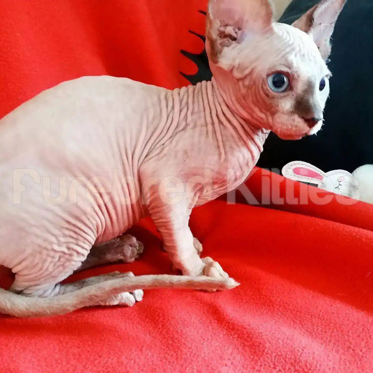 Ruby Female Sphynx Kitten | 3.5 Months Old | Available for