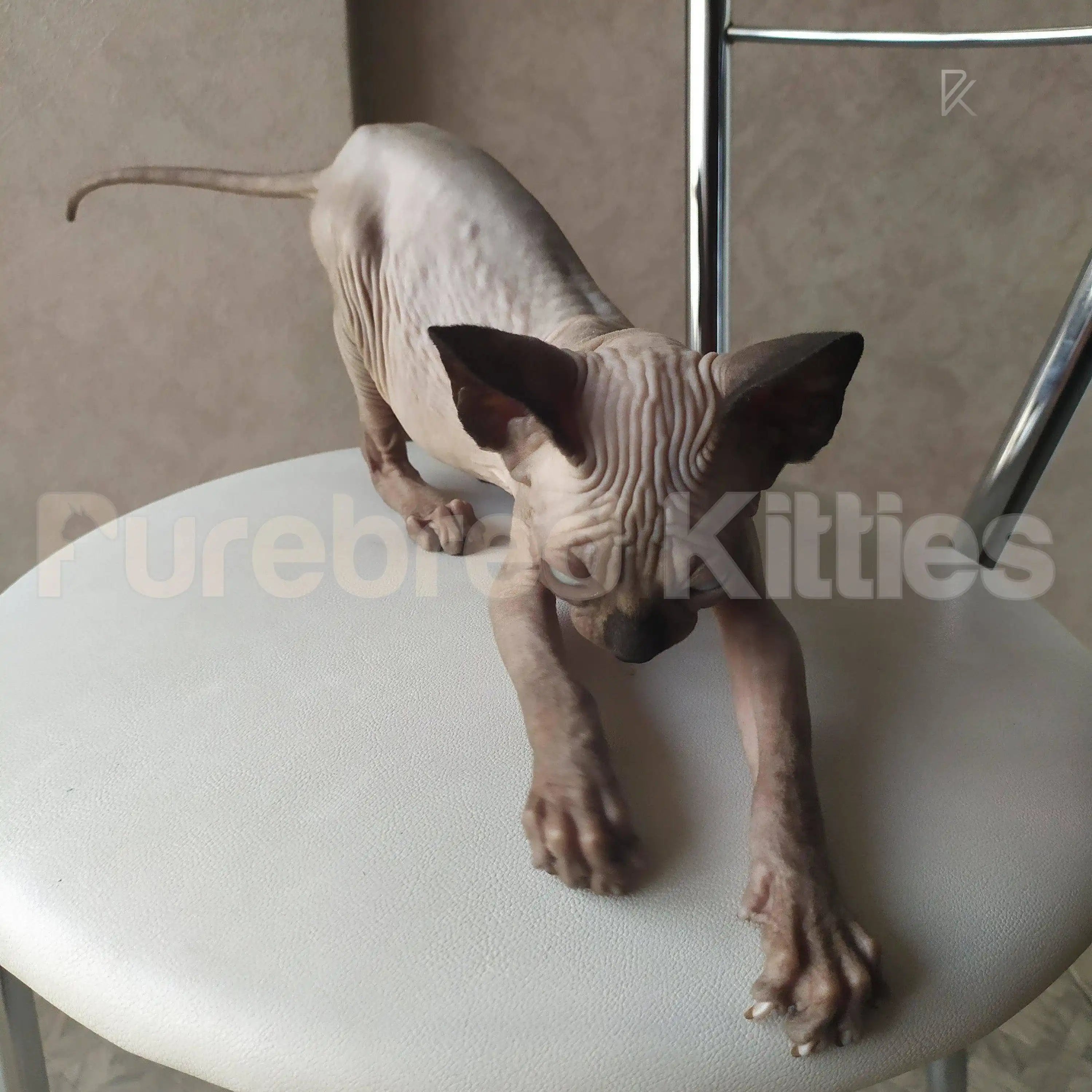 Sasha Female Sphynx Kitten | 3 Months Old | Available for