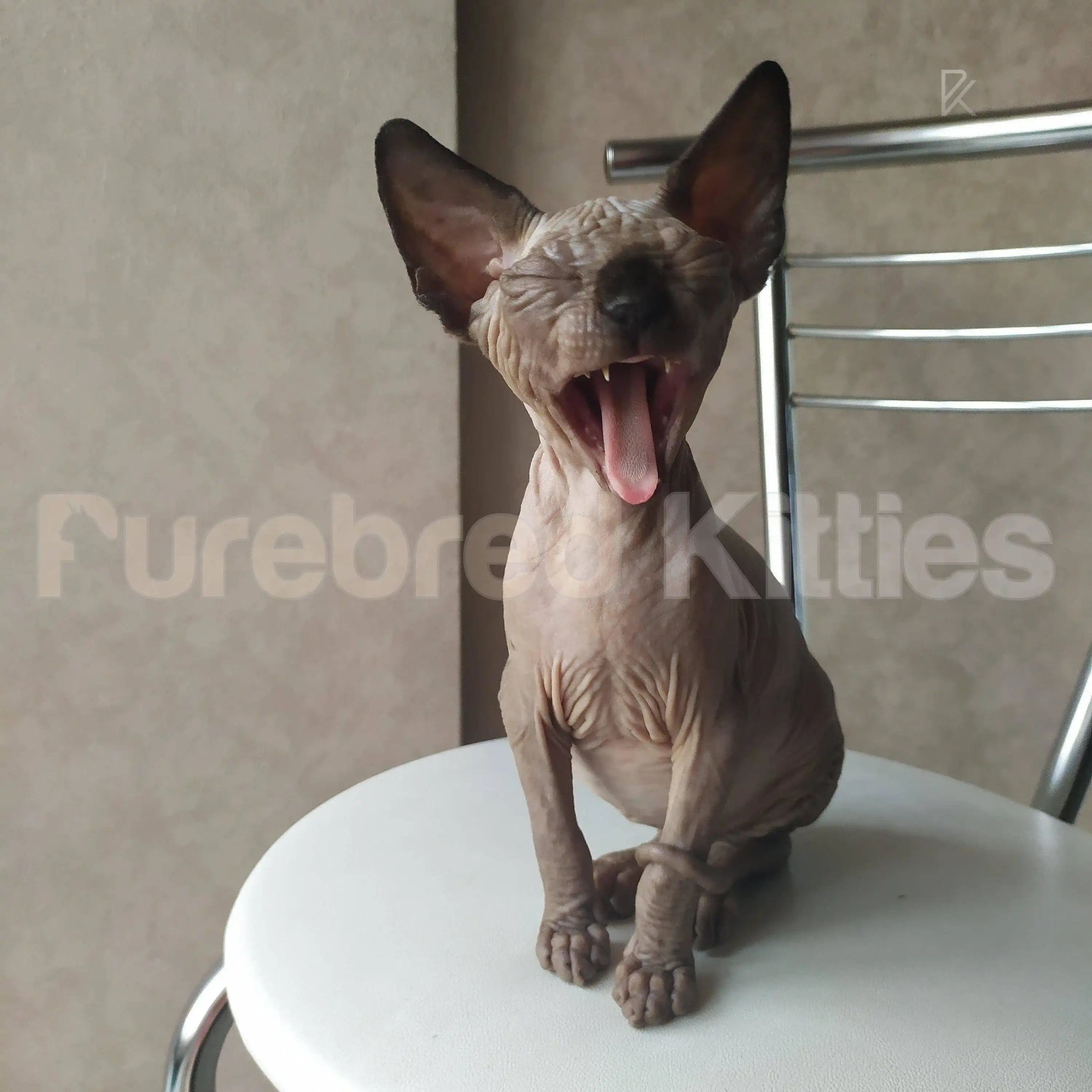 Sasha Female Sphynx Kitten | 3 Months Old | Available for