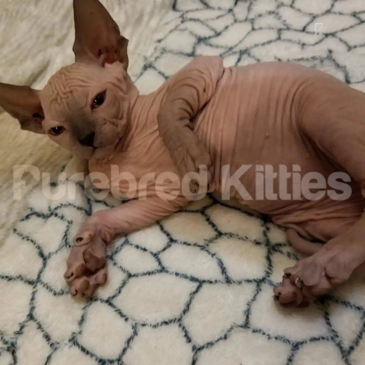 Sophie Female Sphynx Kitten | 3 Months Old | Available for