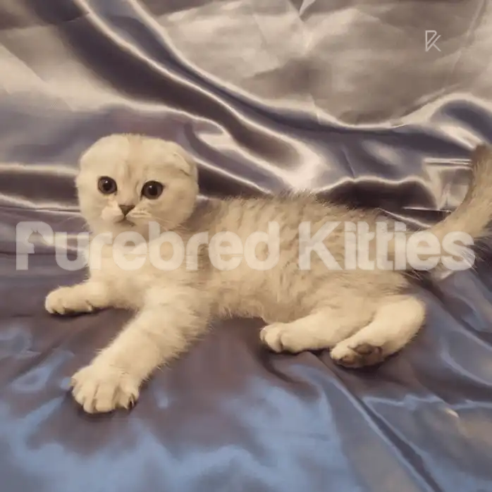 Scottish Fold Kittens For Sale Vega ♀ Kitten | 2.5 Months