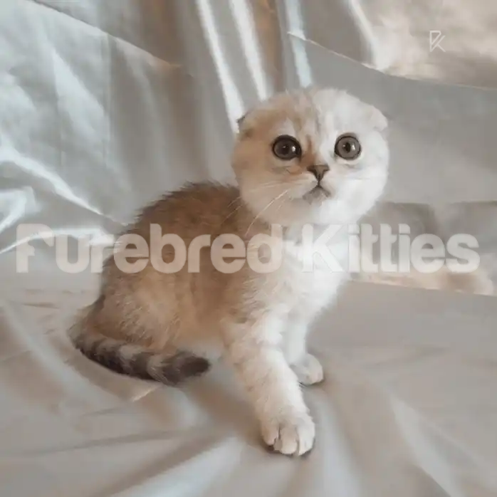Scottish Fold Kittens For Sale Vega ♀ Kitten | 2.5 Months
