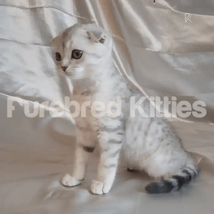 Scottish Fold Kittens For Sale Vesta ♀ Kitten | 2.5 Months